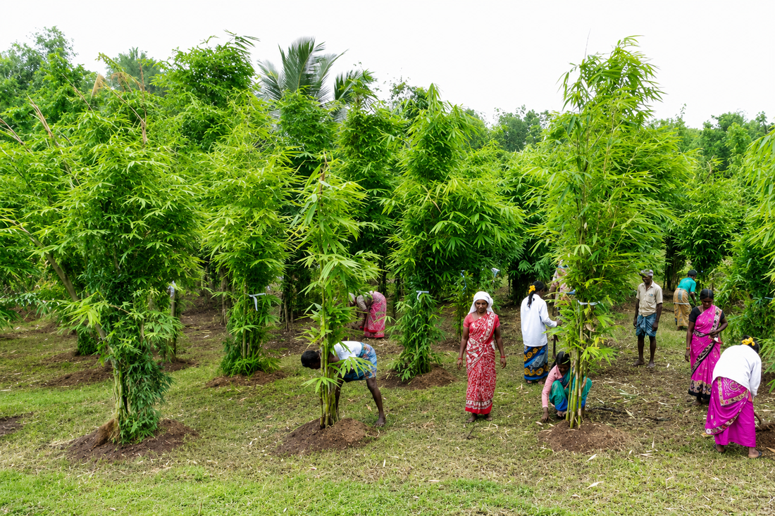 Why Bamboo Performs Better Than You Think - Greenkraft