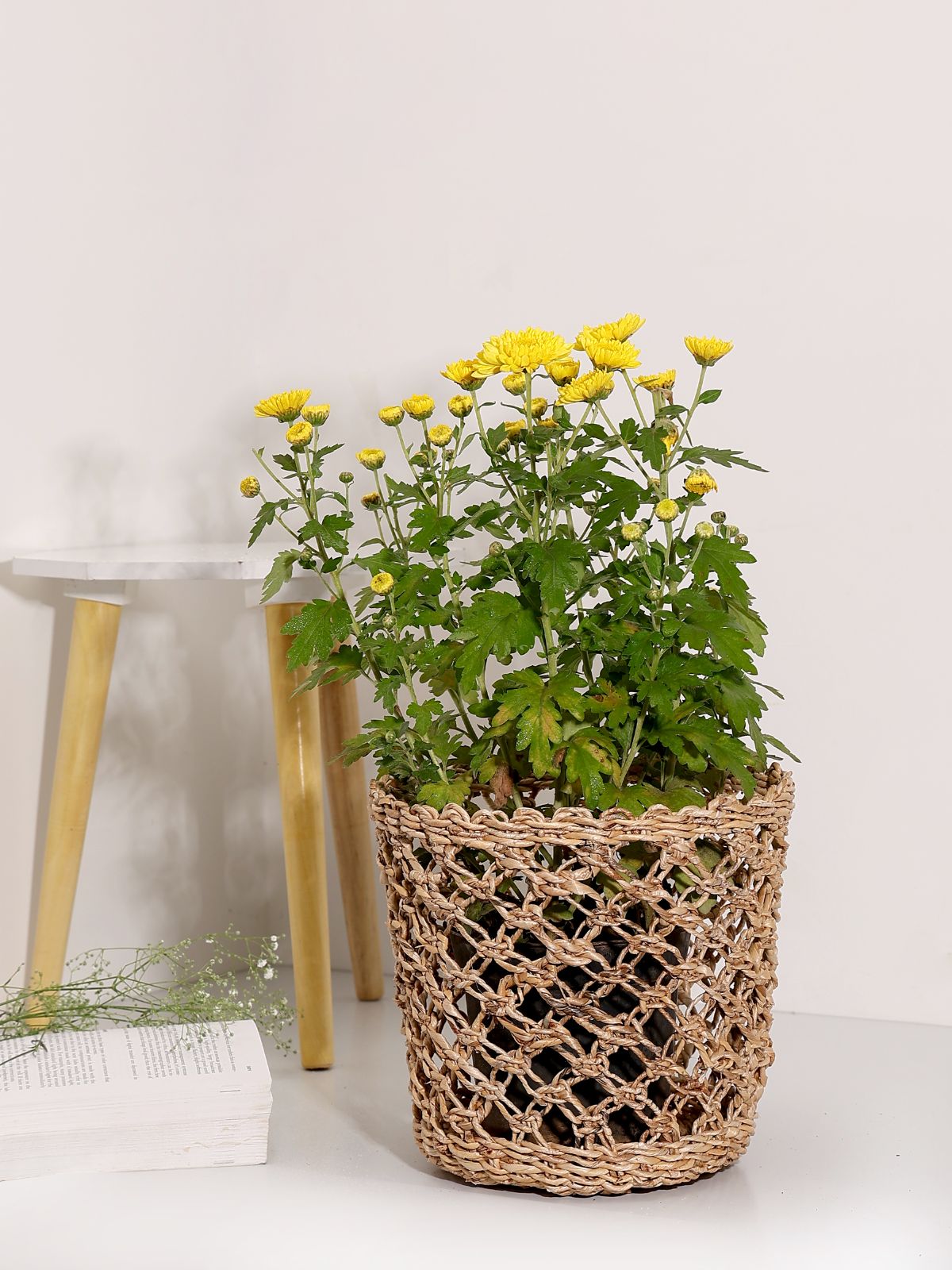Lucknow Jaali Planter