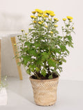Banaras Twill Planter