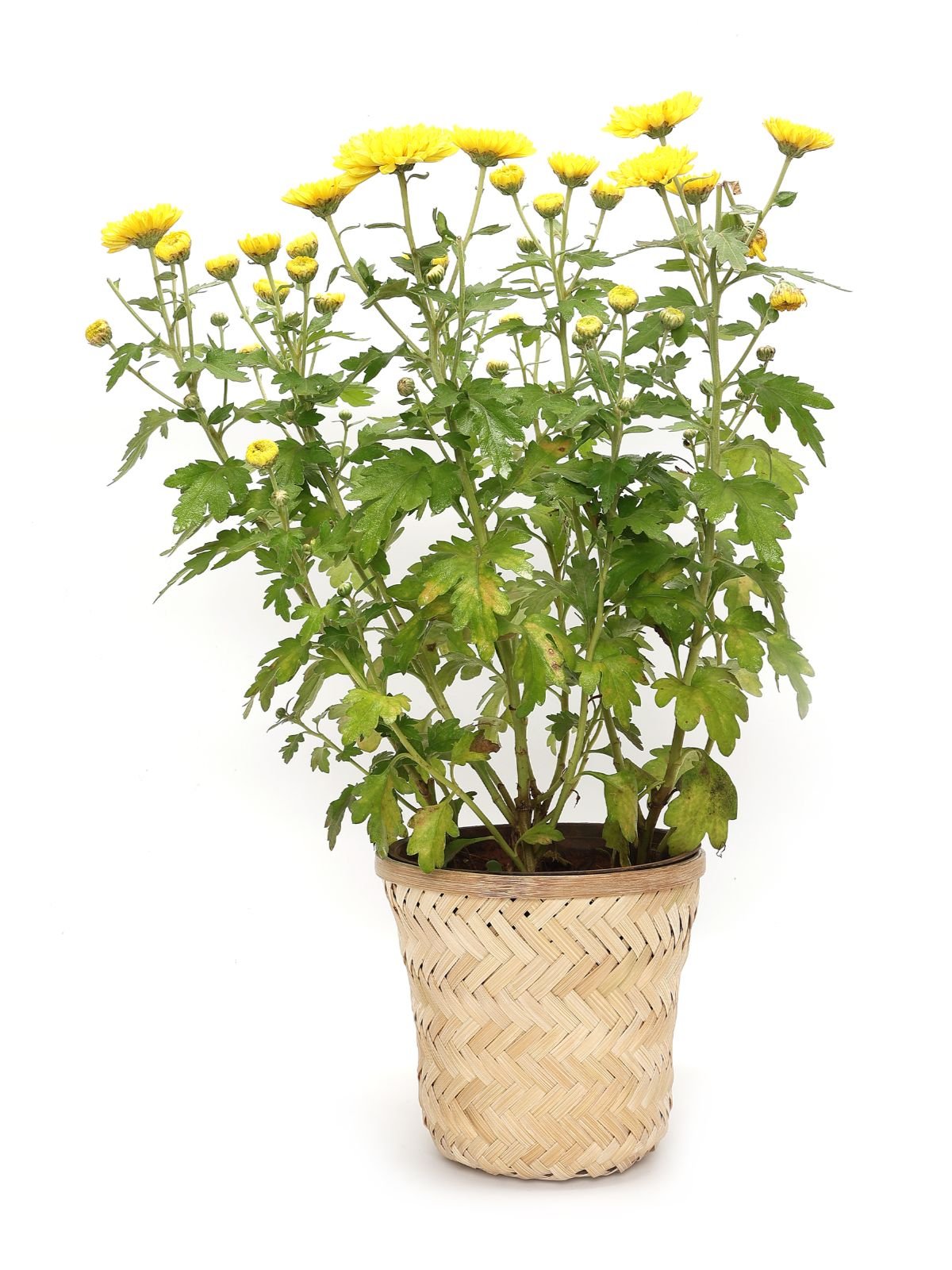 Banaras Twill Planter - Greenkraft