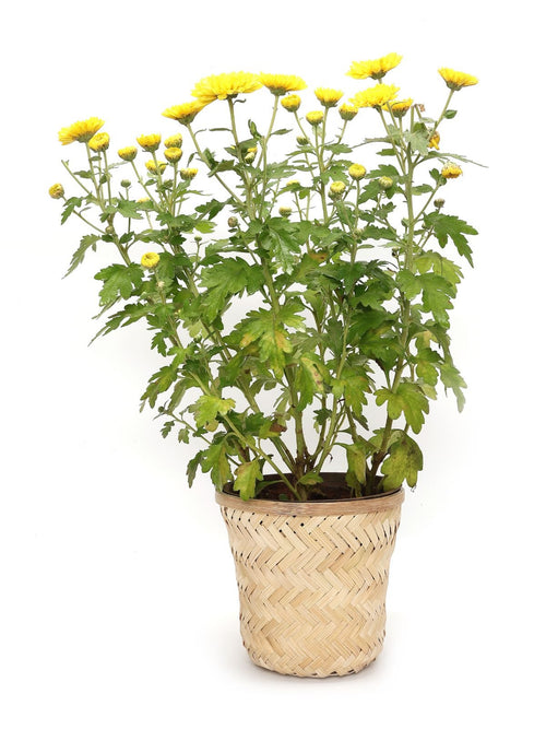 Banaras Twill Planter - Greenkraft