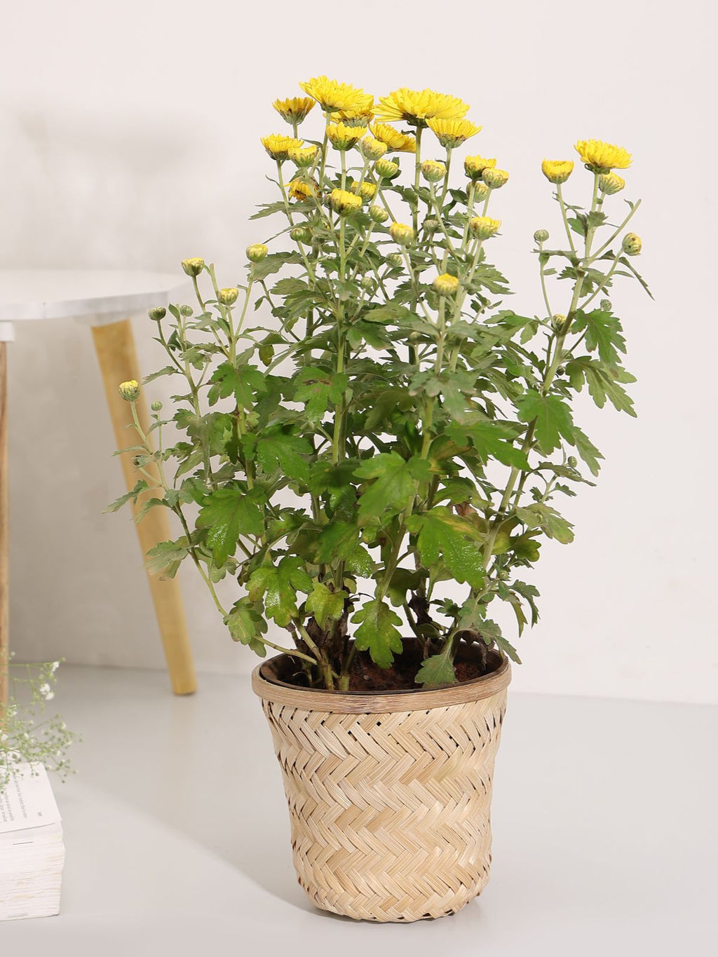 Banaras Twill Planter - Greenkraft