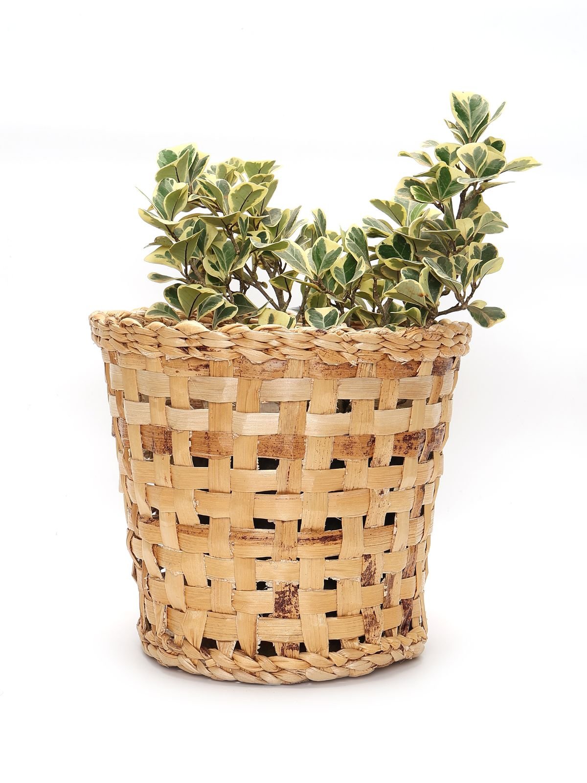 Jodhpur Dunes Planter - Greenkraft