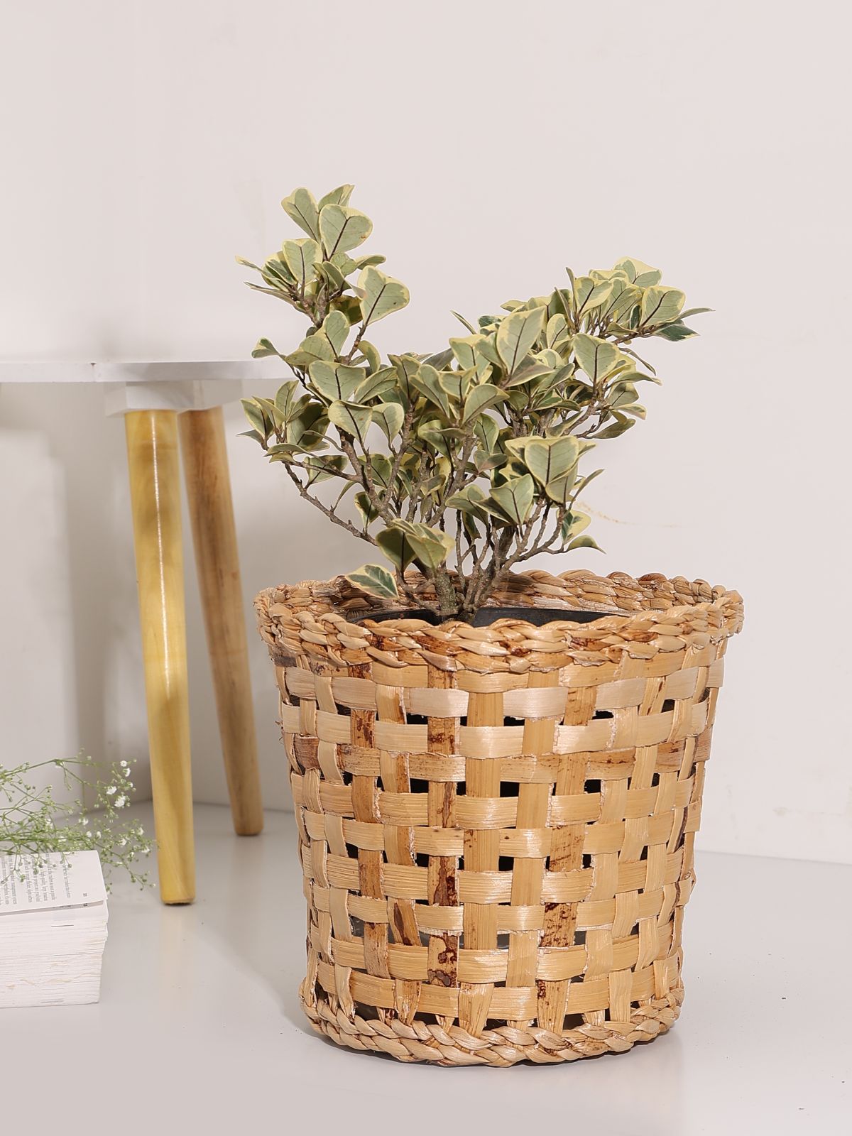 Jodhpur Dunes Planter - Greenkraft