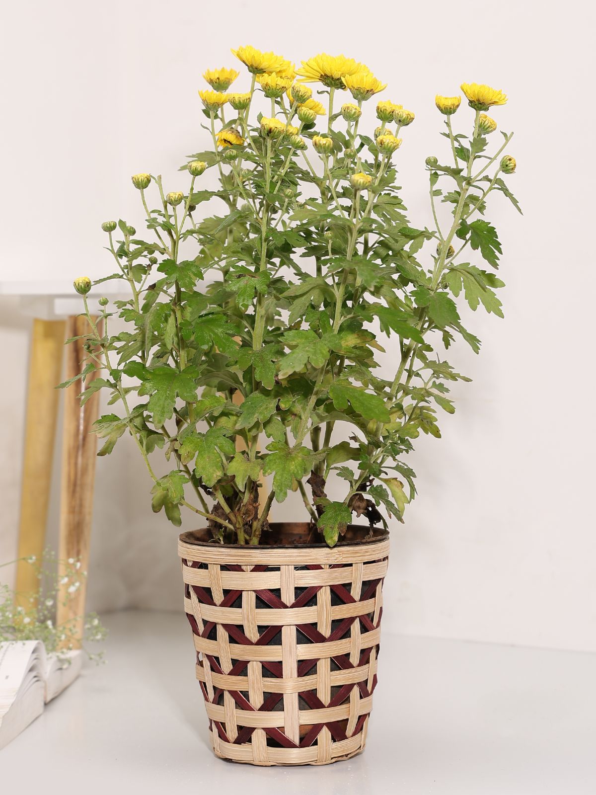 Jodhpur Jaali Planter - Greenkraft